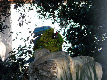 Low angle view of bird perching on tree trunk