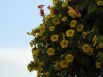 Low angle view of yellow flowering plant against sky