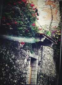 Low angle view of flowering tree by building during rainy season