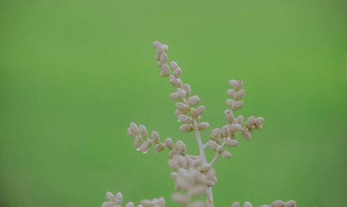 Close-up of flowering plant