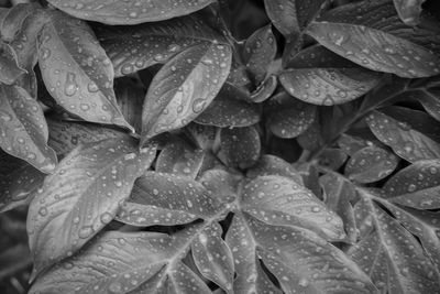 Full frame shot of wet leaves
