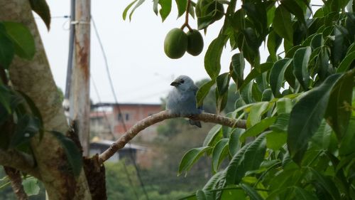 Bird perching on branch