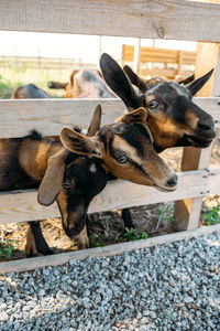 Goats on the farm. brown goats standing in wooden shelter and looking at the camera. benefits 