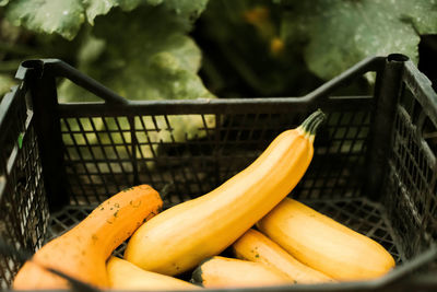 High angle view of zucchini