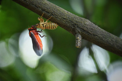 Close-up of insect on plant