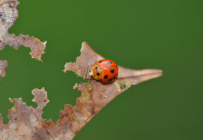 Close-up of ladybug on leaf