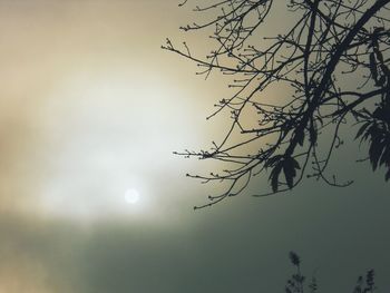 Low angle view of silhouette tree against sky at sunset