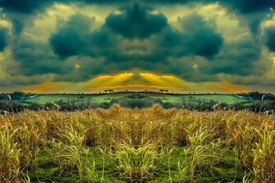 Scenic view of field against sky