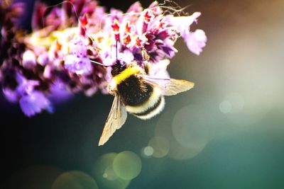 Close-up of bee on purple flower