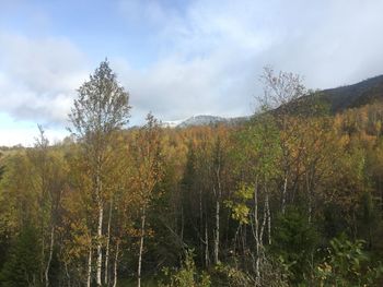 Scenic view of forest against sky during autumn