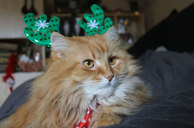 Close-up of cat