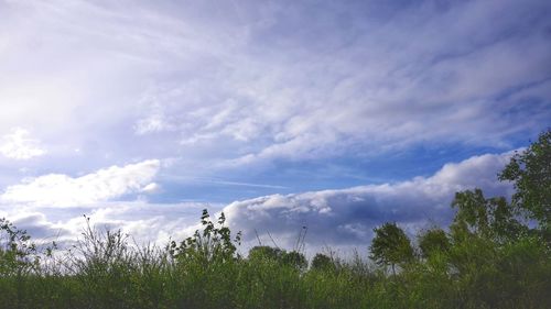 Low angle view of trees against sky
