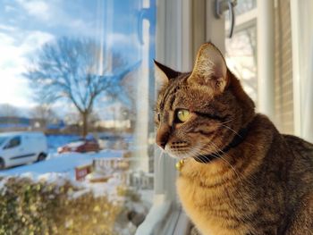 Cat staring out of window at snow