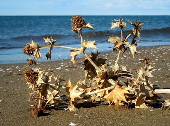 Plants on beach against clear sky