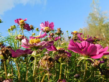 Close-up of pink flowering plants on field against sky