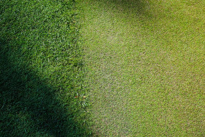 High angle view of grass on field