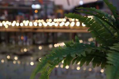 Close-up of succulent plant at night