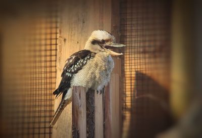 Close-up of bird perching on wall