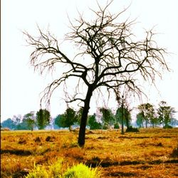 Bare trees on grassy field