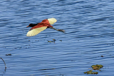 Bird flying over lake