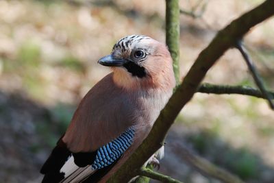 Close-up of bird perching outdoors