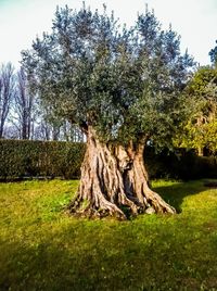 Trees on grassy field