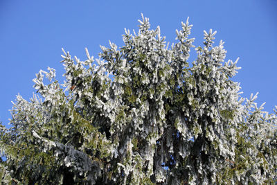 Low angle view of flowering tree against sky