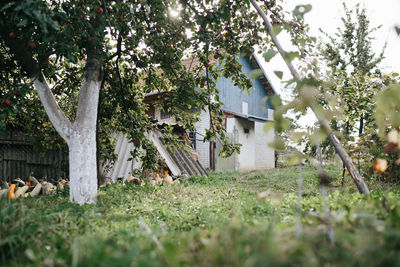 Trees and plants growing on field against building