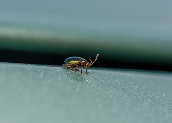 Close-up of spider