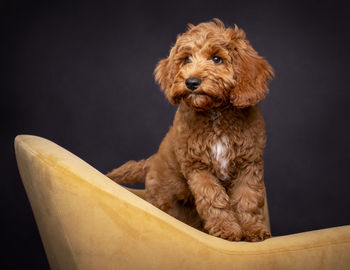 Portrait of dog sitting against black background