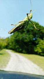 Close-up of grasshopper on leaf