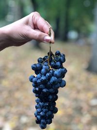 Close-up of hand holding grapes