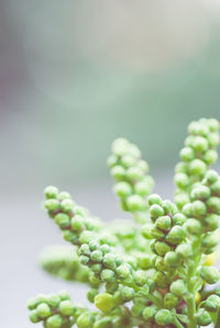 Close-up of green leaves