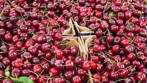 Full frame shot of red berries