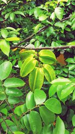 High angle view of fruit growing on tree