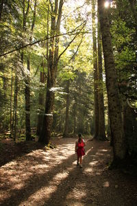 Rear view of a girl walking in forest