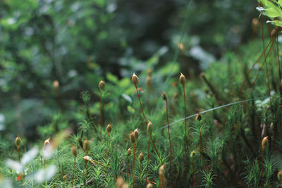 Close-up of plants growing on field