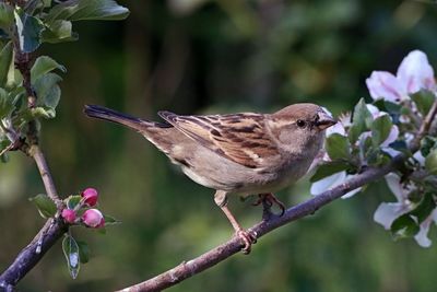 Close-up of bird perching on plant