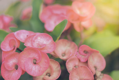 Close-up of pink flowering plants