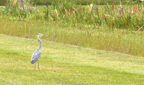 Bird on a field