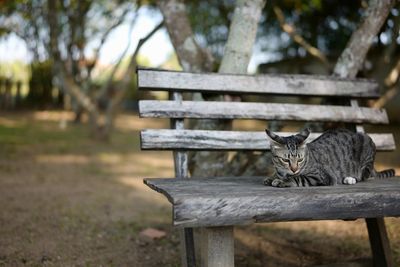 Portrait of cat sitting on bench