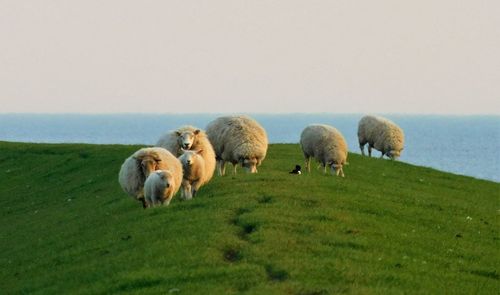 Sheep grazing on field