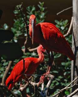 Close-up of birds perching on a plant