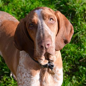 Close-up portrait of dog