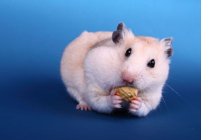 Close-up of golden hamster eating peanut against blue background