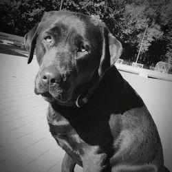 Close-up of dog looking away