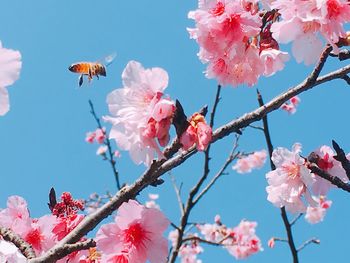 Close-up of pink cherry blossom