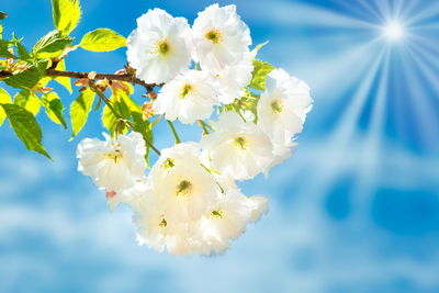 Close-up of white cherry blossoms against sky