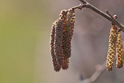 Close-up of pussy willows on branch