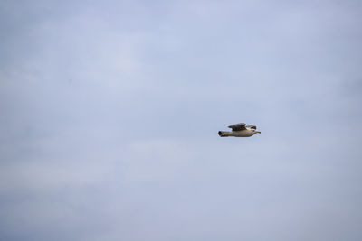 Low angle view of seagull flying in sky